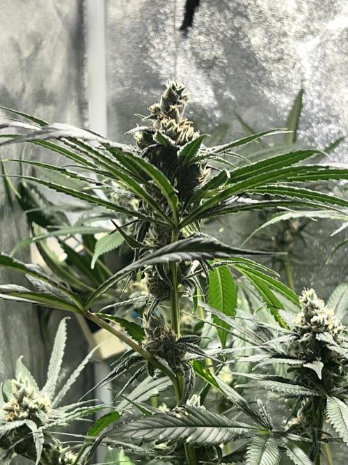 Lemon Z Run. Week 14