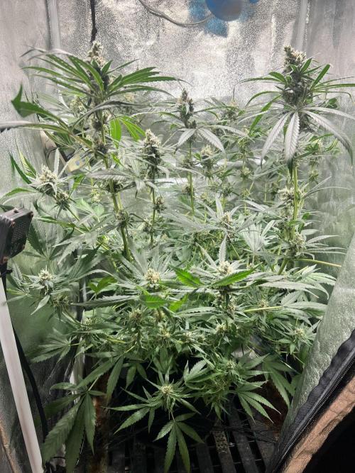 Lemon Z Run. Week 14