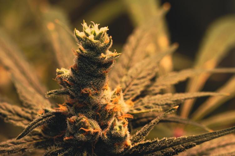 Lemon Z Run. Week 15