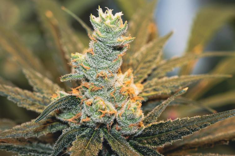 Lemon Z Run. Week 15