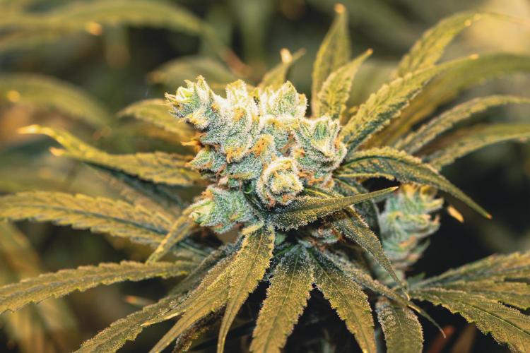 Lemon Z Run. Week 15