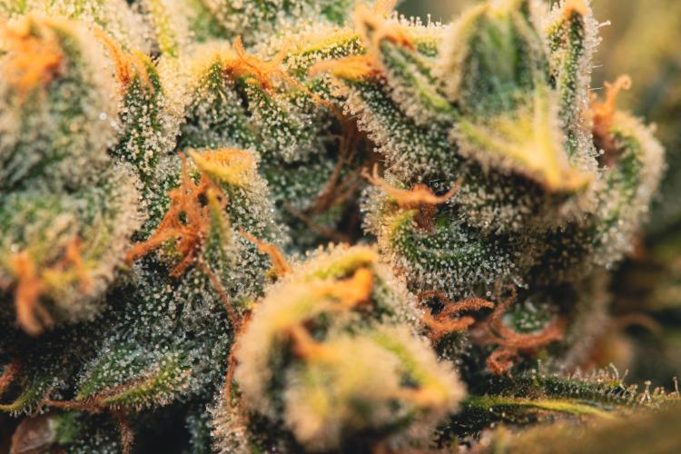 Lemon Z Run. Week 15