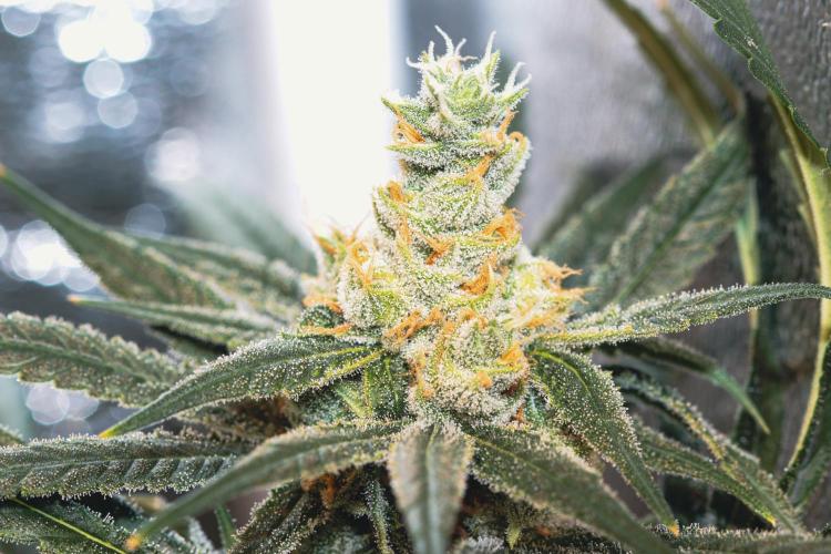 Lemon Z Run. Week 15