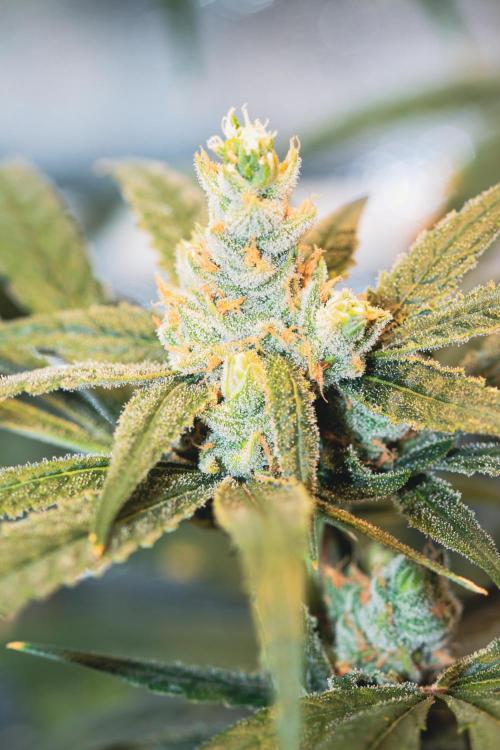 Lemon Z Run. Week 15