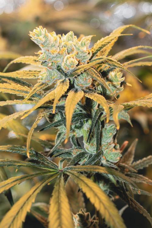 Lemon Z Run. Week 15