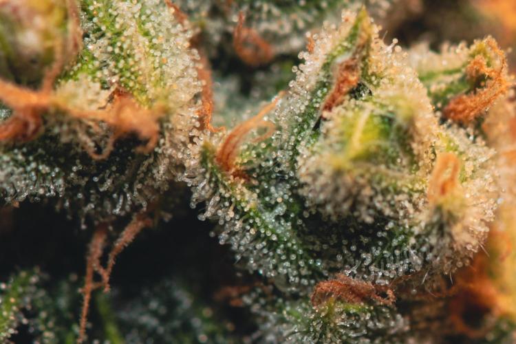 Lemon Z Run. Week 15