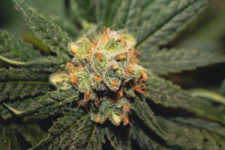 Lemon Z Run. Week 15