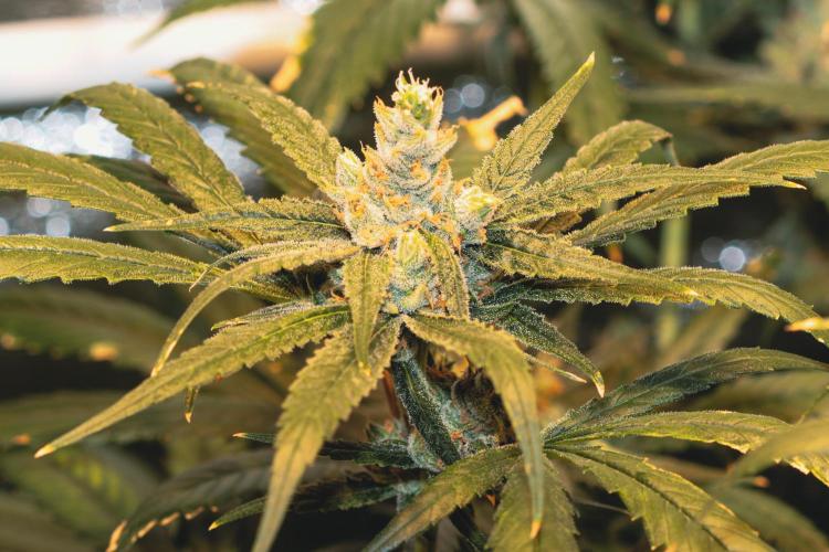 Lemon Z Run. Week 15