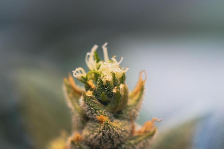 Lemon Z Run. Week 15