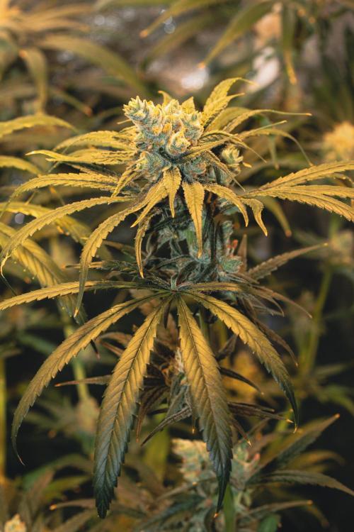 Lemon Z Run. Week 15