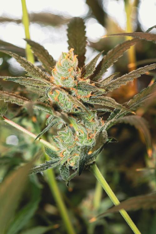 Lemon Z Run. Week 15