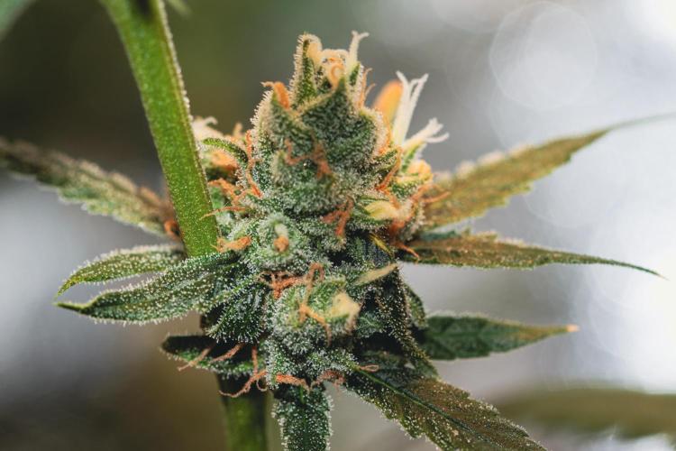 Lemon Z Run. Week 15