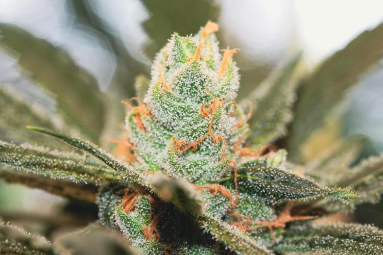 Lemon Z Run. Week 15