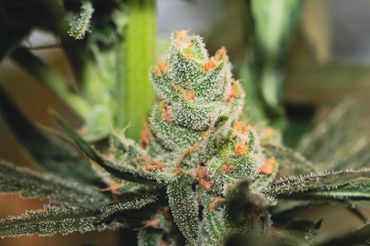 Lemon Z Run. Week 15