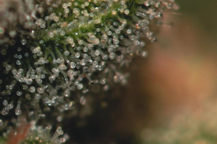 Lemon Z Run. Week 15