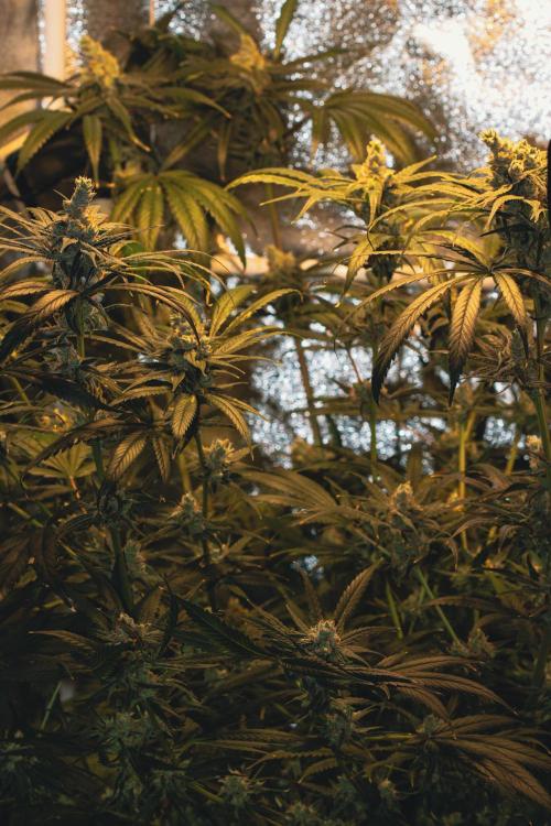 Lemon Z Run. Week 15