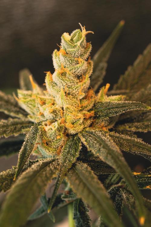 Lemon Z Run. Week 15