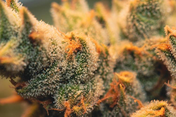 Lemon Z Run. Week 16