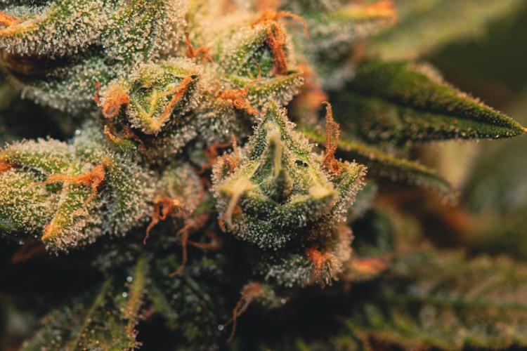 Lemon Z Run. Week 16