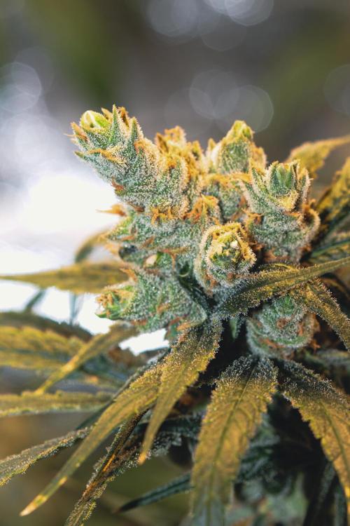 Lemon Z Run. Week 16