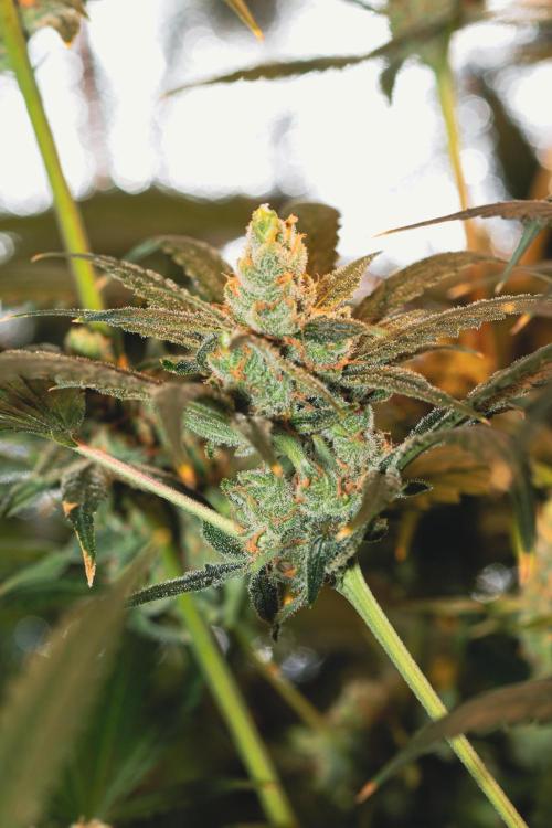 Lemon Z Run. Week 16