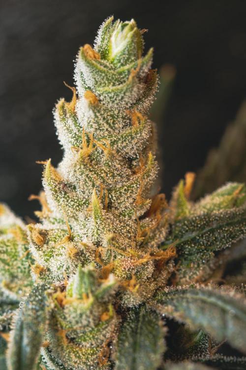 Lemon Z Run. Week 16