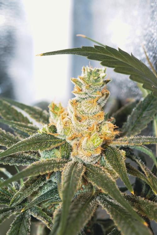 Lemon Z Run. Week 16