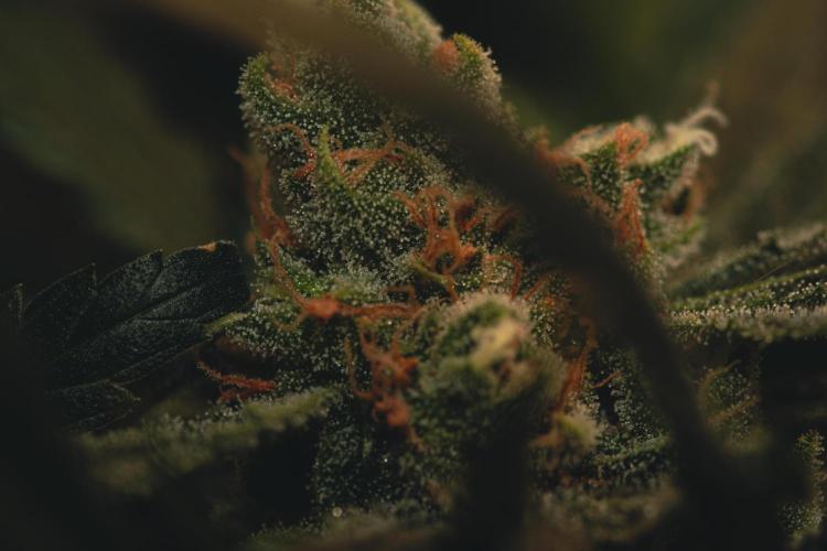 Lemon Z Run. Week 16