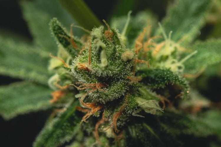 Lemon Z Run. Week 16