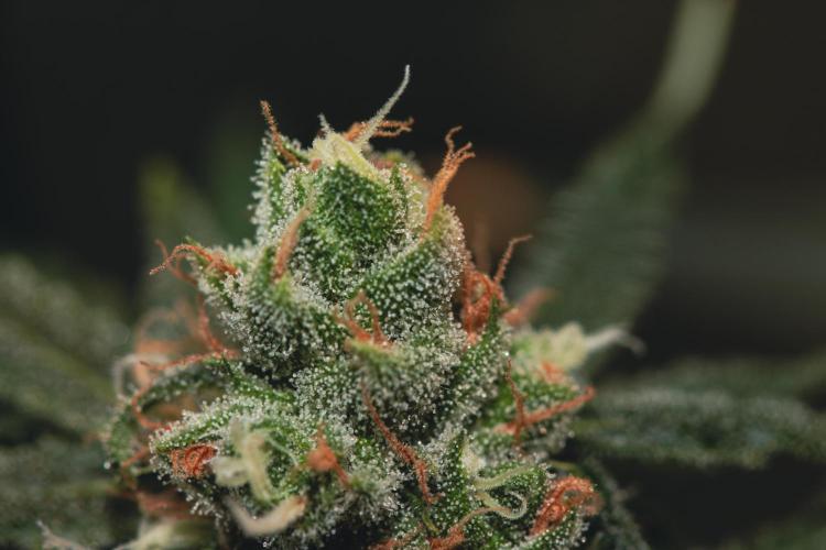 Lemon Z Run. Week 16