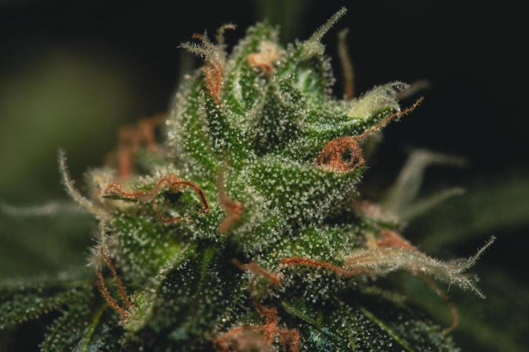 Lemon Z Run. Week 16