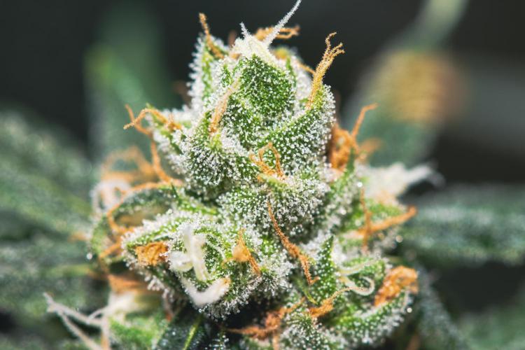 Lemon Z Run. Week 16