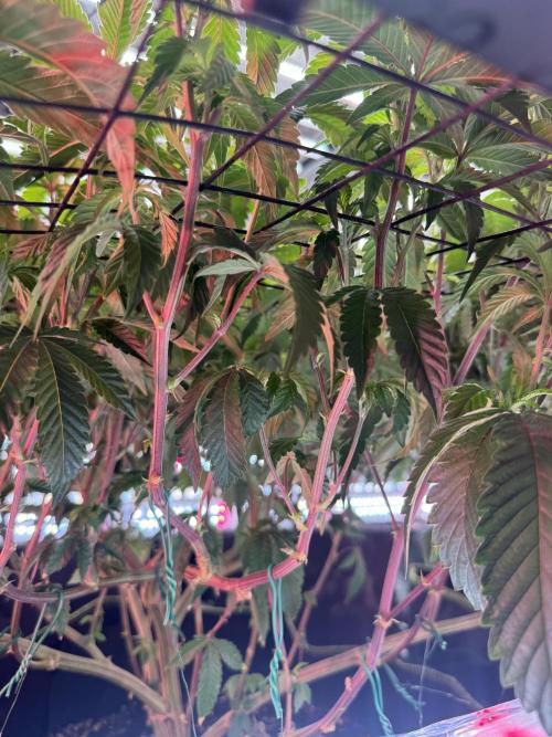 GMO x Triangle Mints bx. Week 7