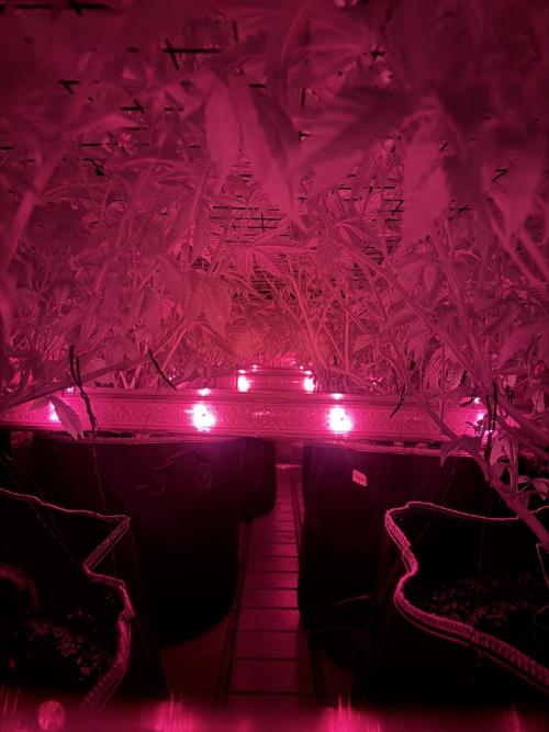 GMO x Triangle Mints bx. Week 8