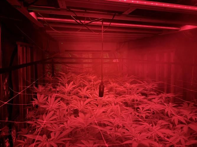 GMO x Triangle Mints bx. Week 9