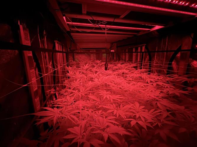 GMO x Triangle Mints bx. Week 9 - Had increased the far red to 20 mins and they rewarded me with a nice internodal