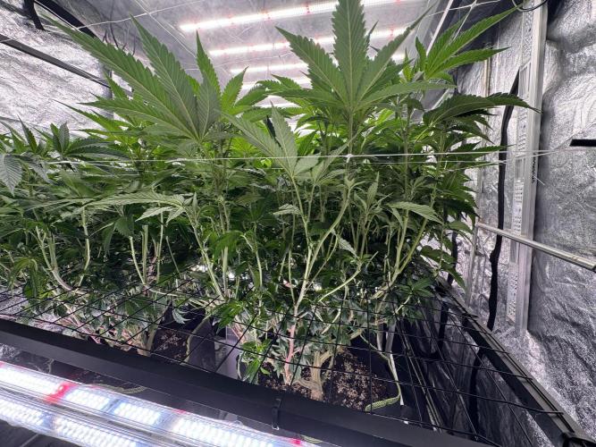 GMO x Triangle Mints bx. Week 9 - After defoliation of middle canopy