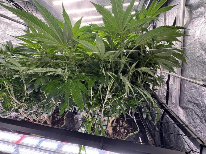 GMO x Triangle Mints bx. Week 9 - Before defoliation of middle canopy