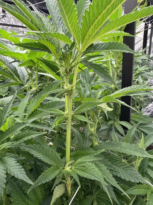 GMO x Triangle Mints bx. Week 9 - Aptus Regulator for life 😜. Stems are getting ready to support the nugs 