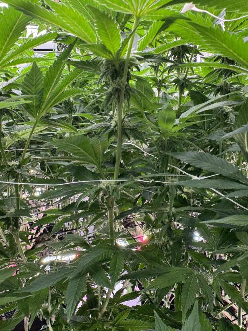 GMO x Triangle Mints bx. Week 10