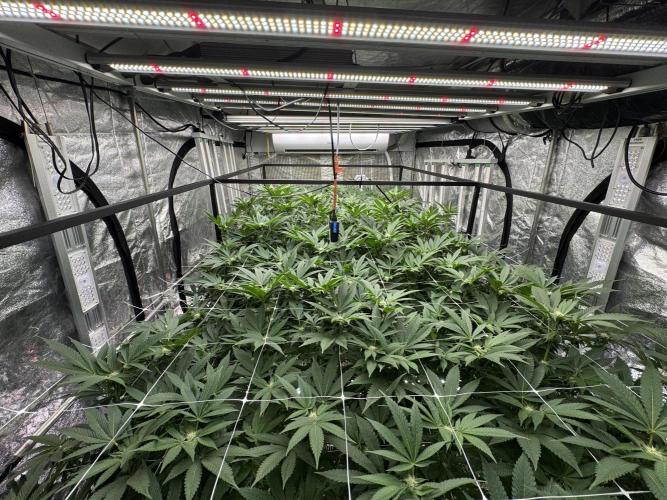 GMO x Triangle Mints bx. Week 10