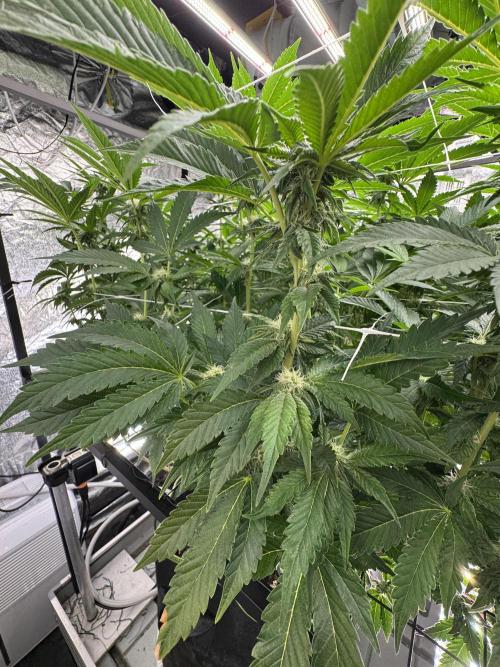 GMO x Triangle Mints bx. Week 10