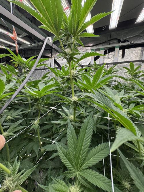 GMO x Triangle Mints bx. Week 10