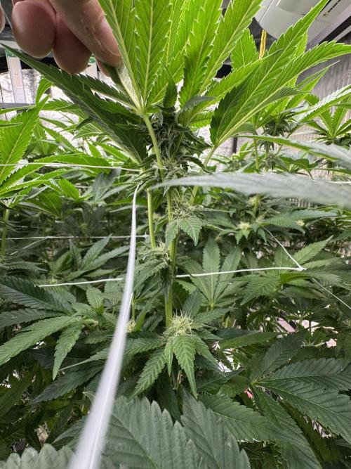 GMO x Triangle Mints bx. Week 10