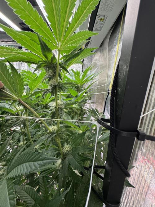 GMO x Triangle Mints bx. Week 10