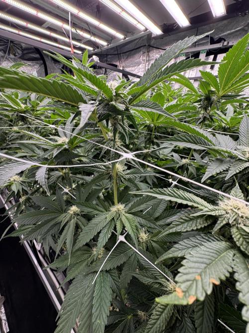 GMO x Triangle Mints bx. Week 10