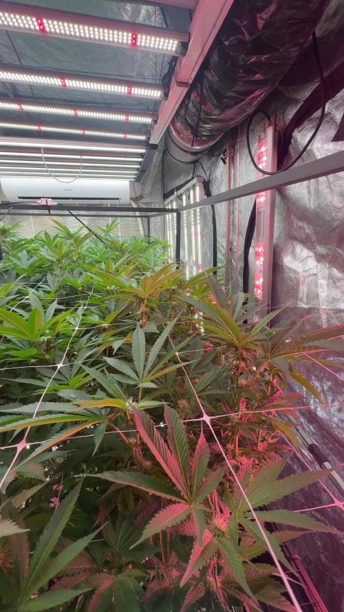 GMO x Triangle Mints bx