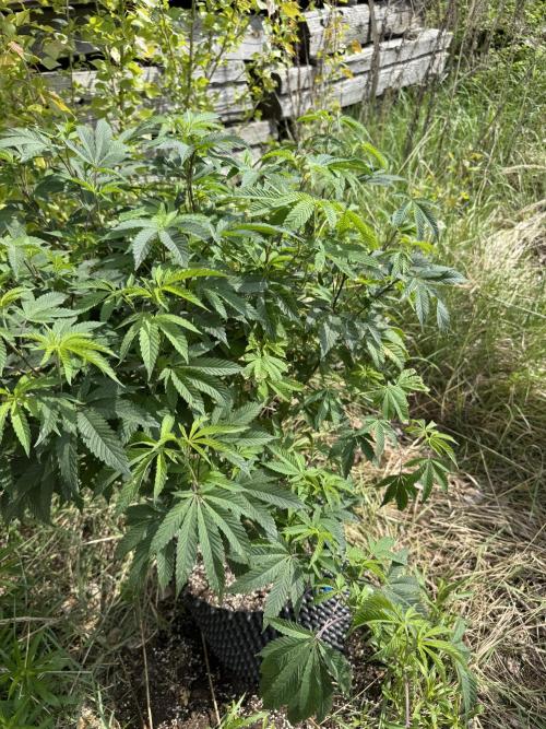 46 Kush - Outdoor 2026. Week 10