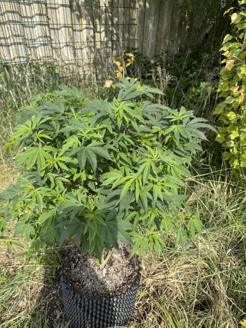 46 Kush - Outdoor 2026. Week 10