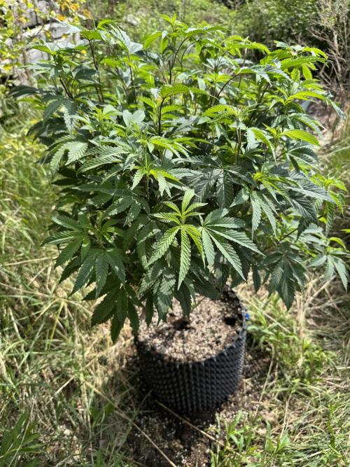 46 Kush - Outdoor 2026. Week 10